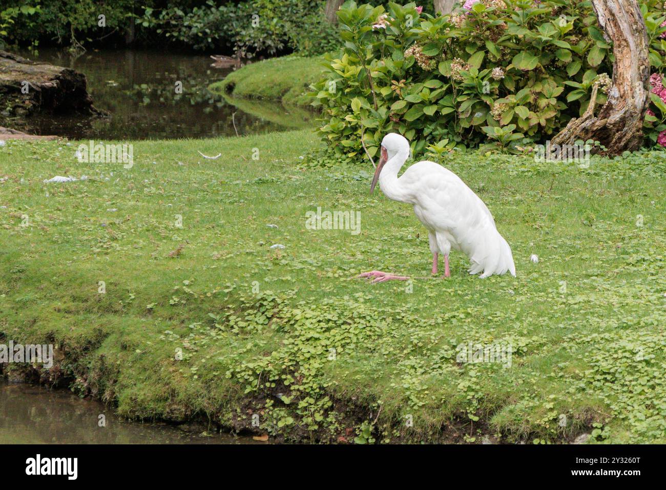 Siberian white crane (Leucogeranus leucogeranus) sleeping at the Pairi Daiza in Brugelette, Belgium Stock Photo