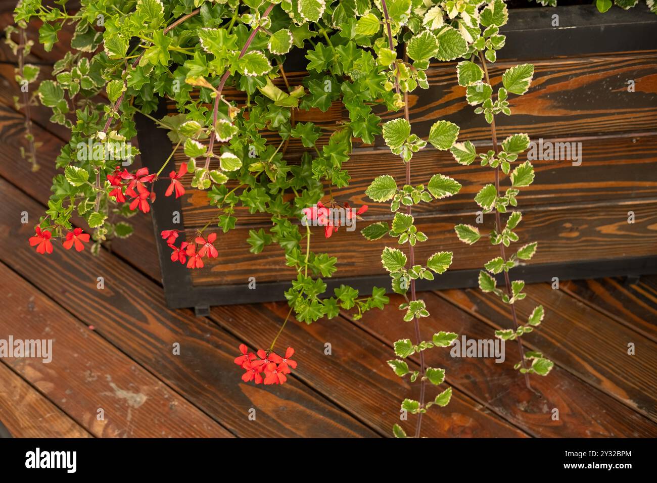 Different types of plants hi-res stock photography and images - Alamy