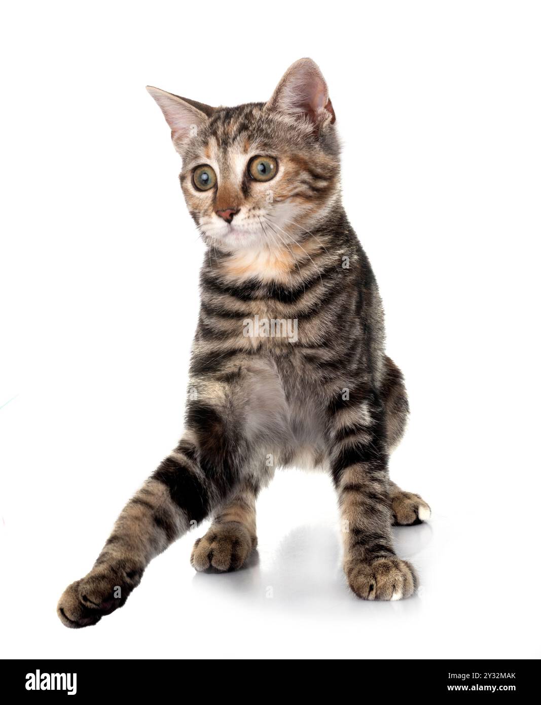 young cat in front of white background Stock Photo - Alamy