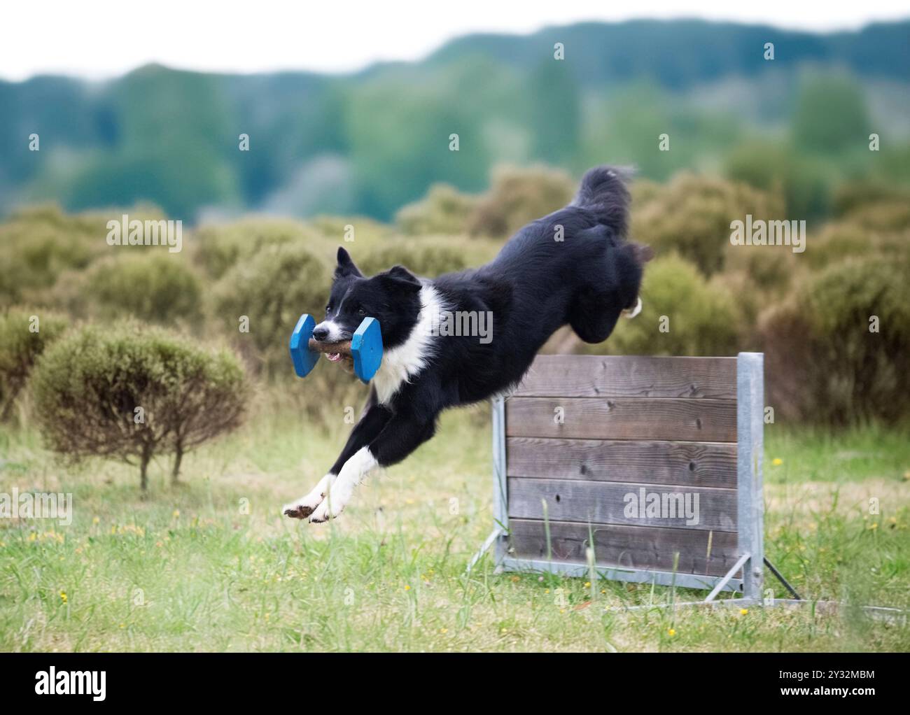dog training for obedience discipline with a border collie Stock Photo ...