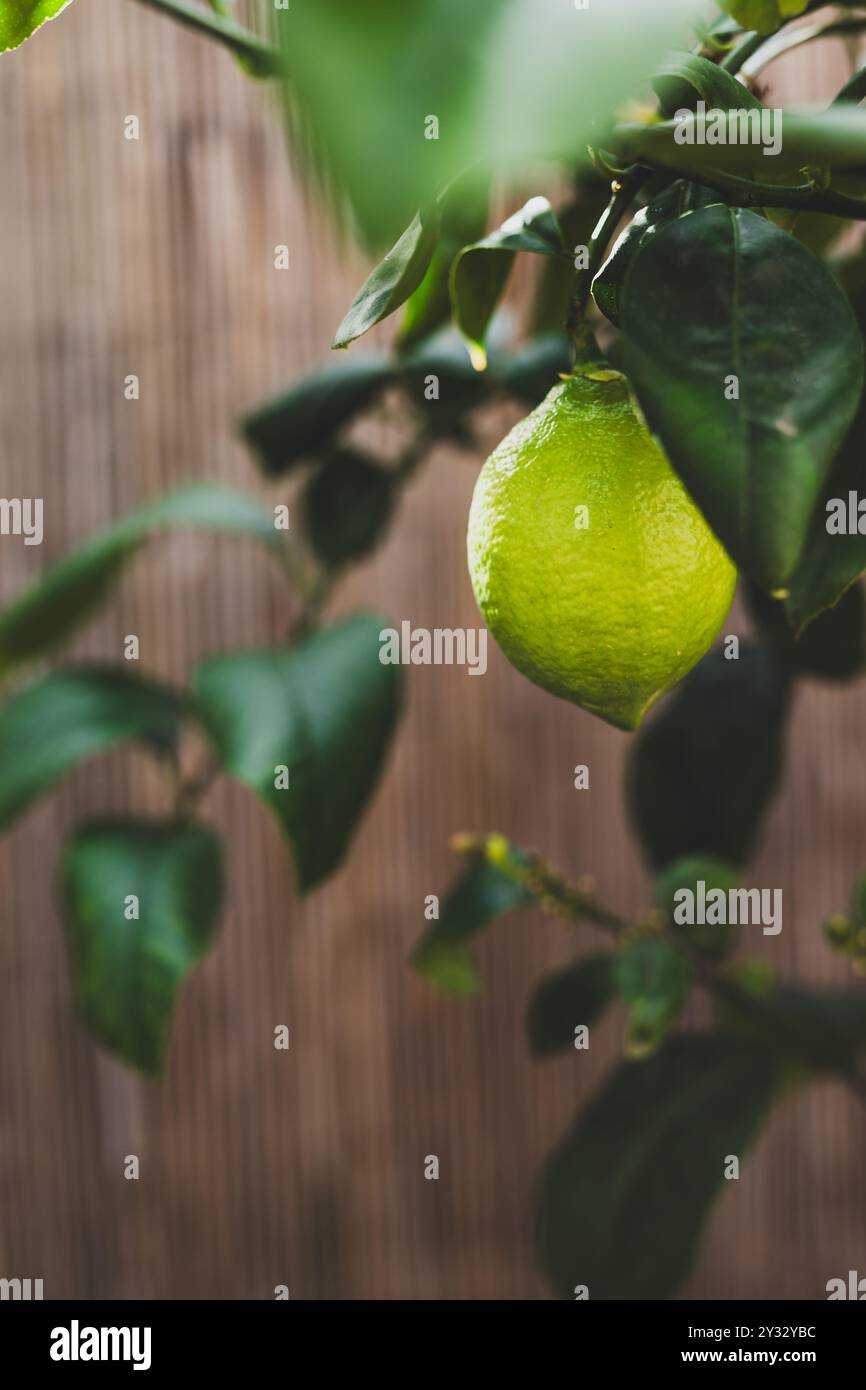 lemon tree with green unripe lemons in white pot outdoor, beautiful ...