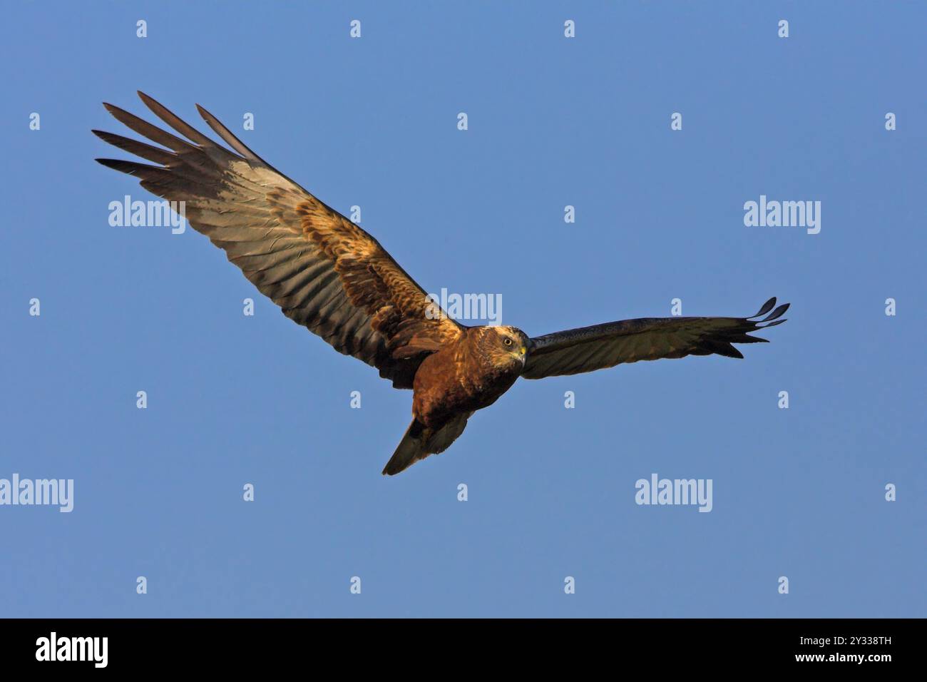 Rohrweihe, Greifvogel,  (Circus aeruginosus), Stock Photo