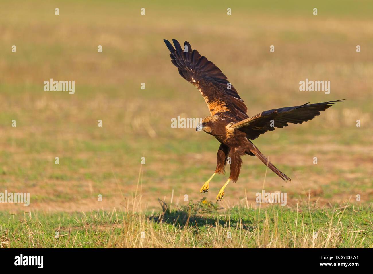 Rohrweihe, Greifvogel,  (Circus aeruginosus), Stock Photo