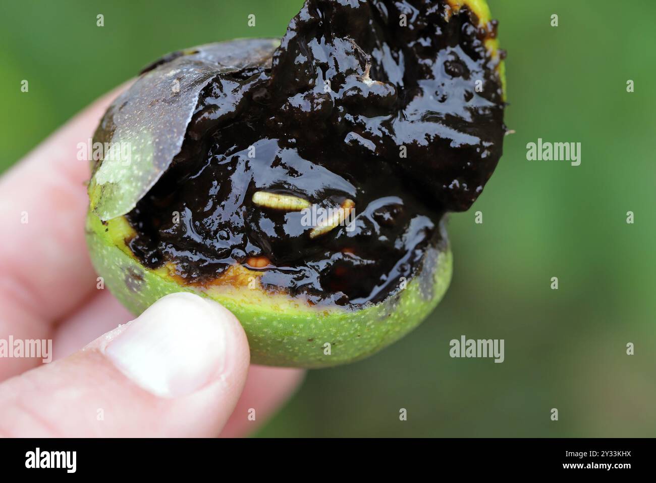 Walnut, Juglans regia, damagee on walnut tree, by larvae of  Rhagoletis completa. Stock Photo