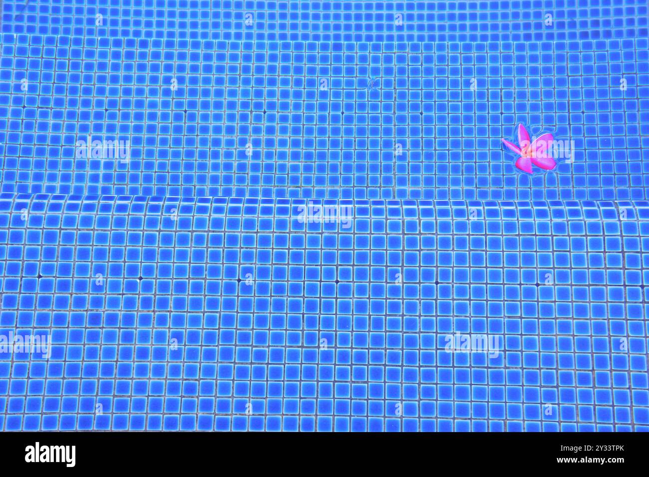 pink flower in swimming pool background Stock Photo - Alamy