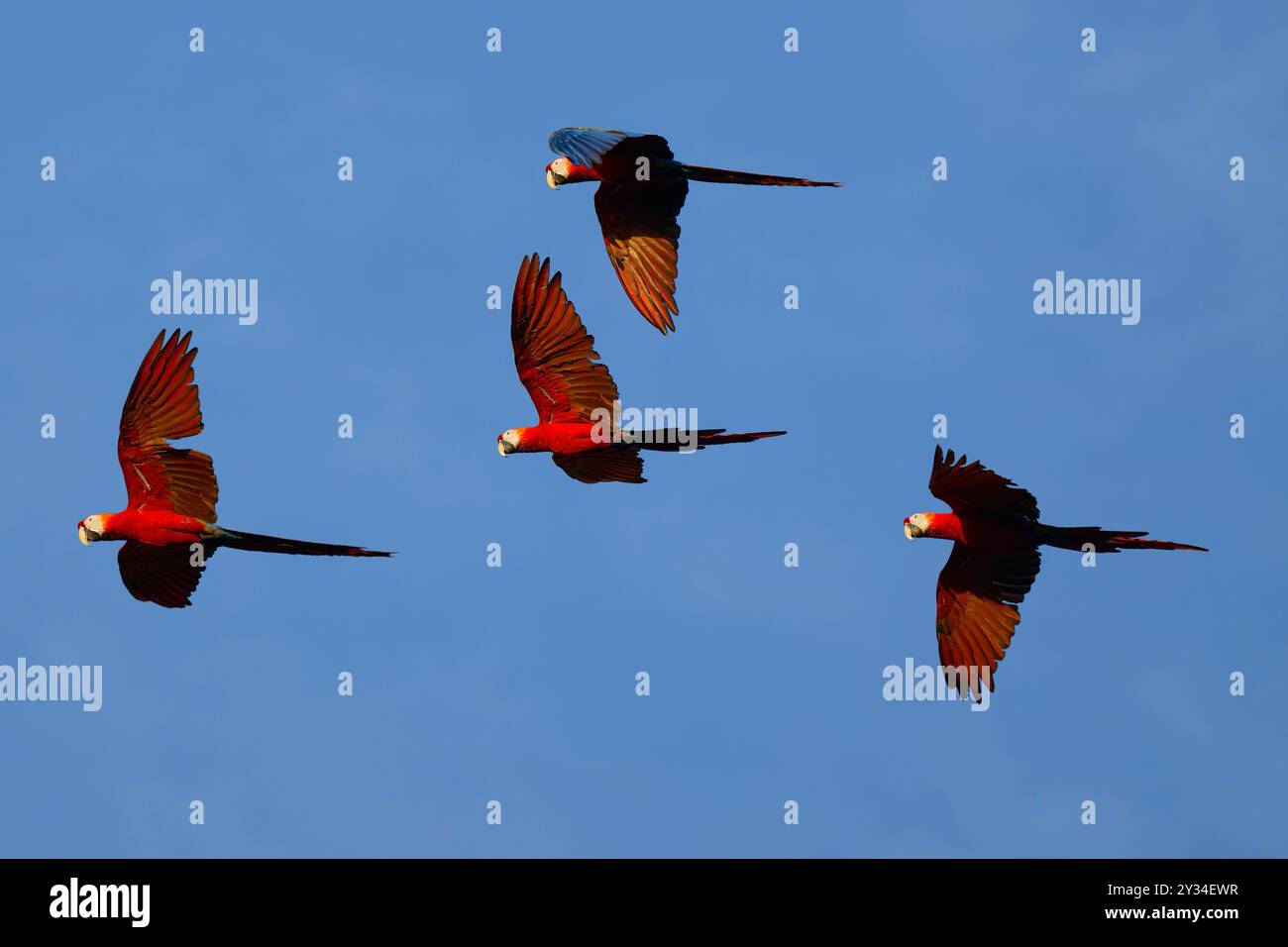 Group of Scarlet Macaws (Ara macao) flying against blue sky, Alta ...