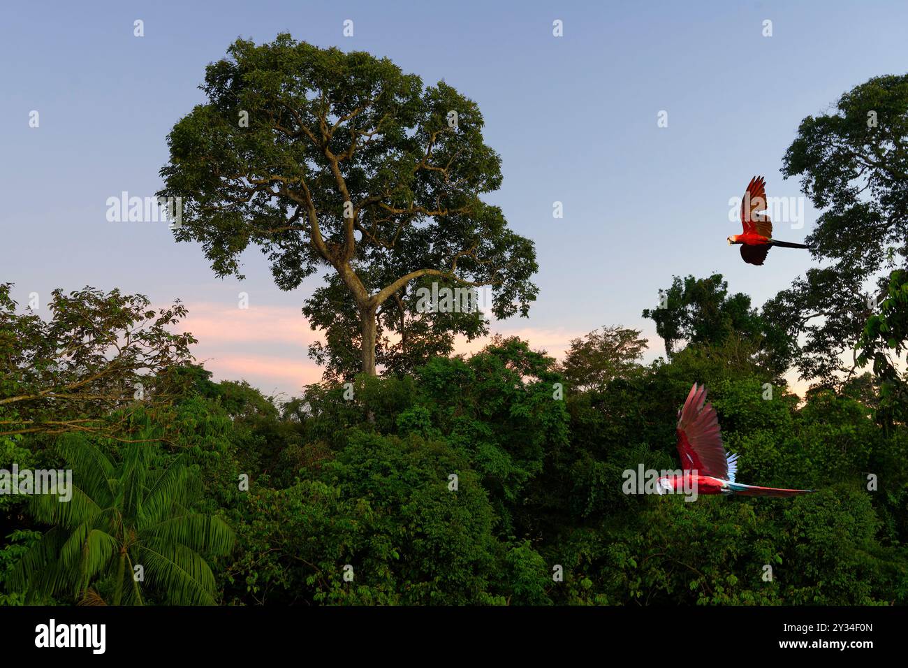 Two Scarlet Macaws (Ara macao) flying over the tropical forest at sunrise, Alta Floresta, Amazon, Brazil Stock Photo