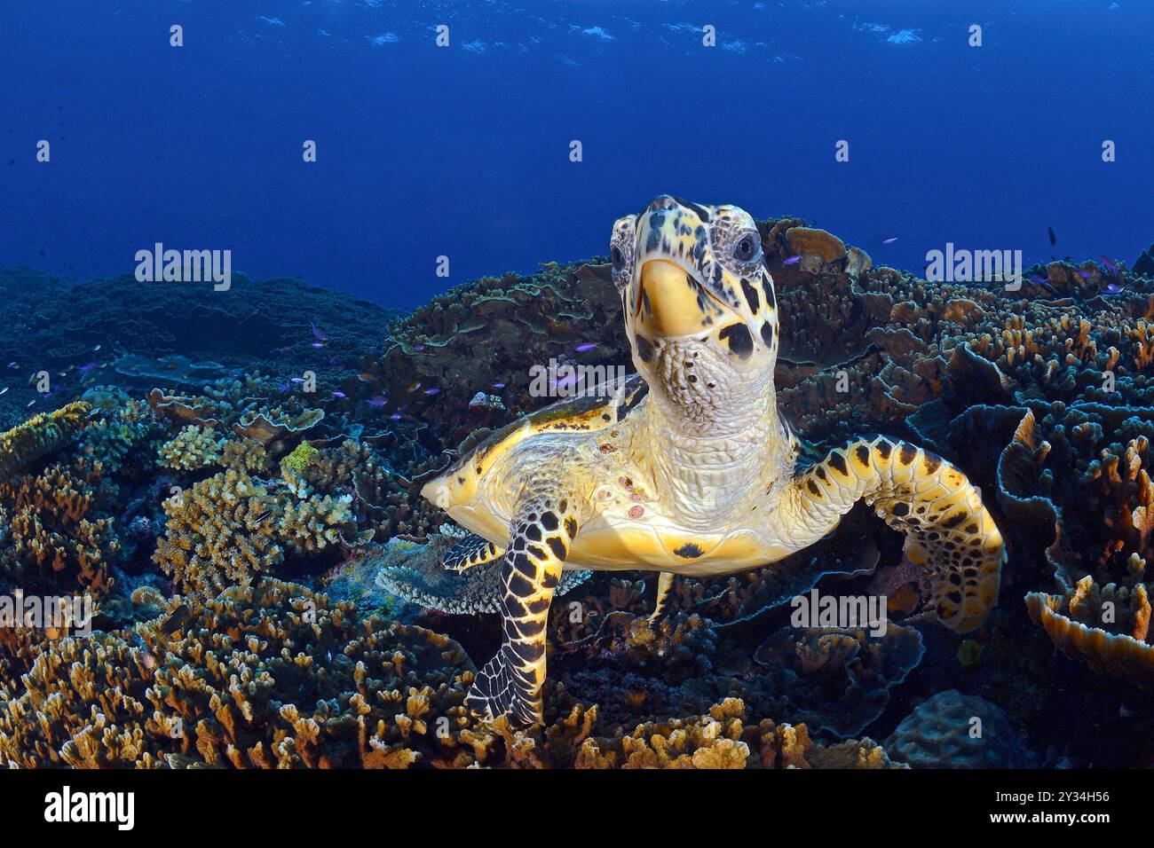 Green sea turtle (Chelonia mydas), Ari Atoll, Maldives Stock Photo