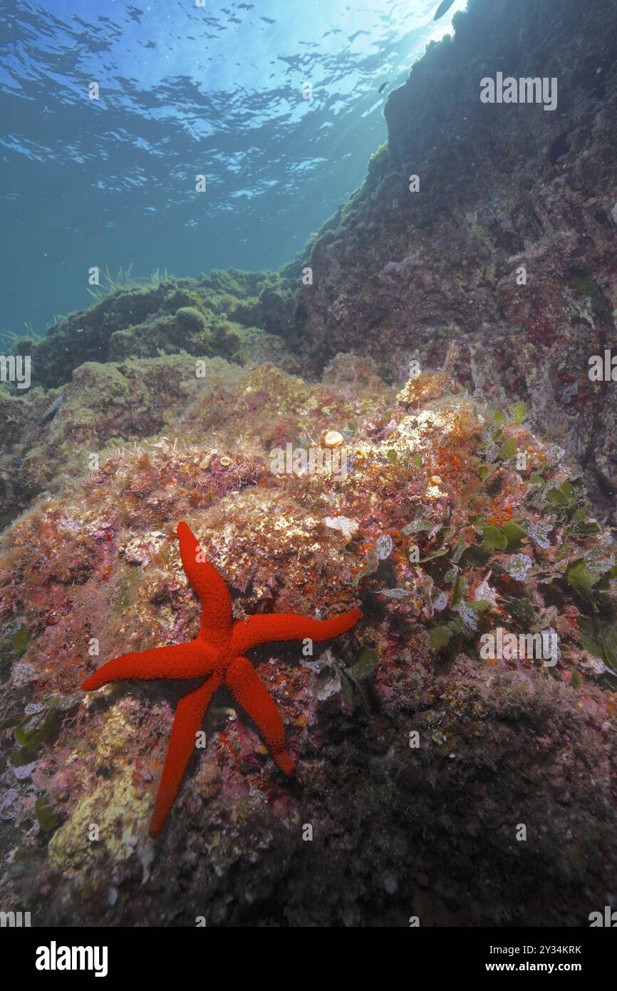 Red starfish (Echinaster sepositus) in a brightly lit reef. Dive site Giens Peninsula, Provence Alpes Cote d'Azur, France, Europe Stock Photo