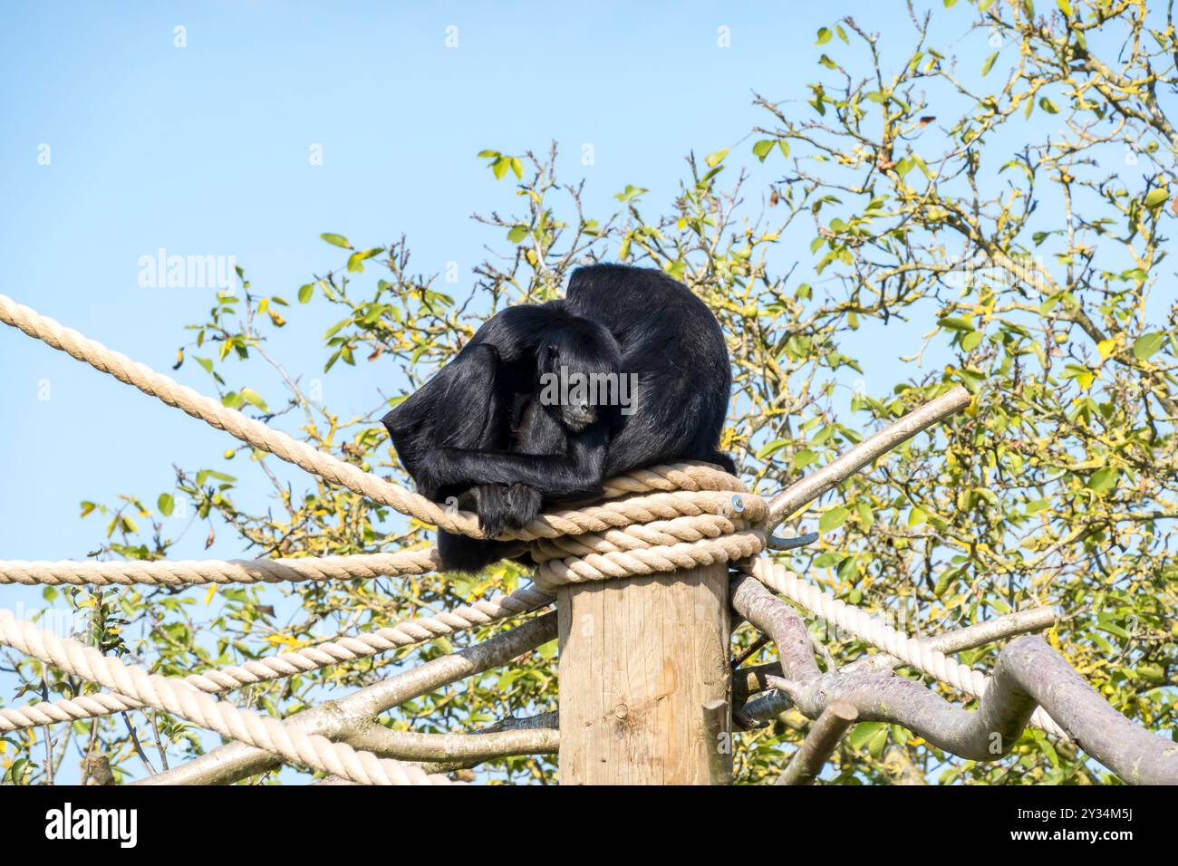 Colombian Black spider monkeys cuddling Stock Photo - Alamy