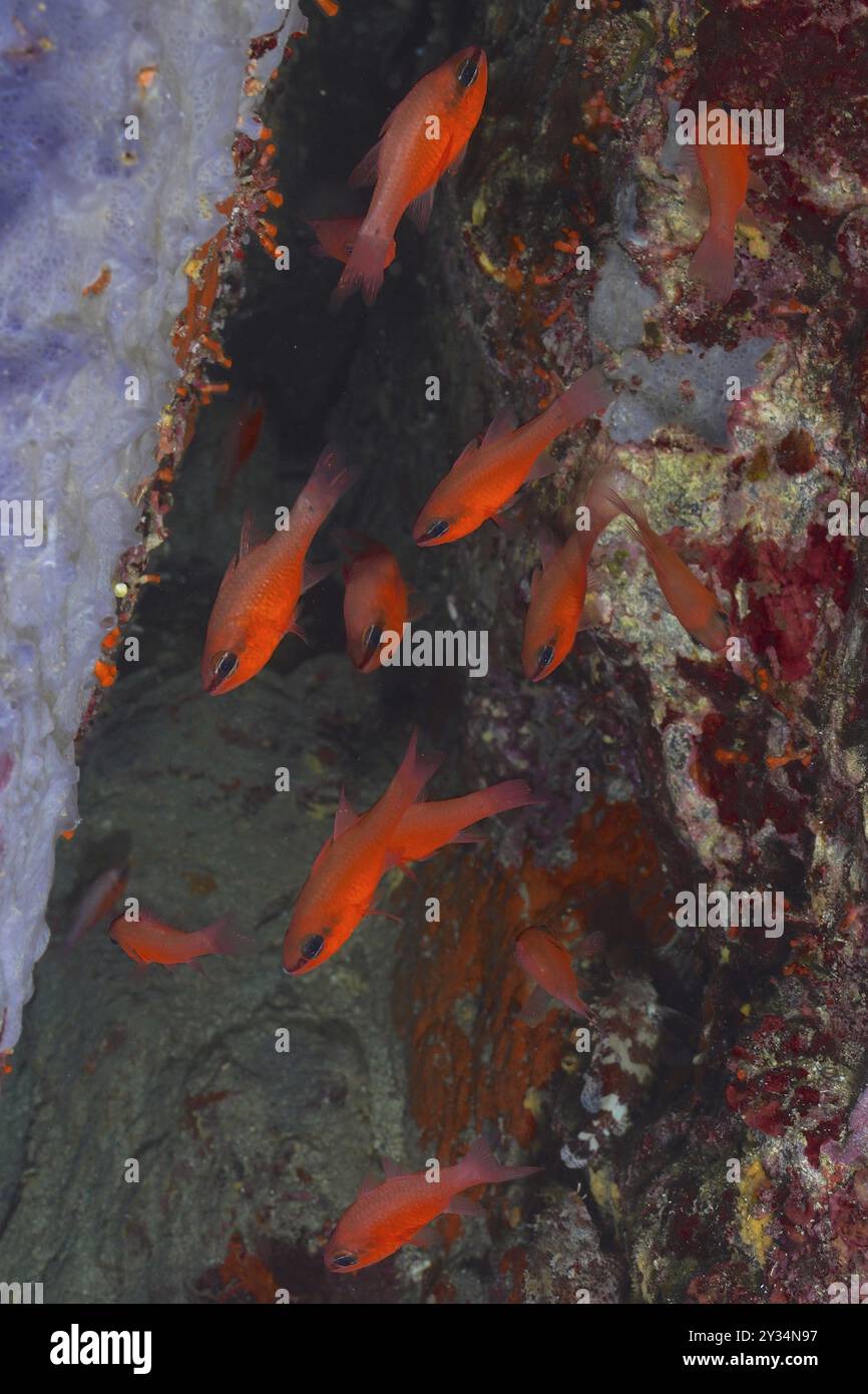 School of fish, group of king mullet (Apogon imberbis) between ...