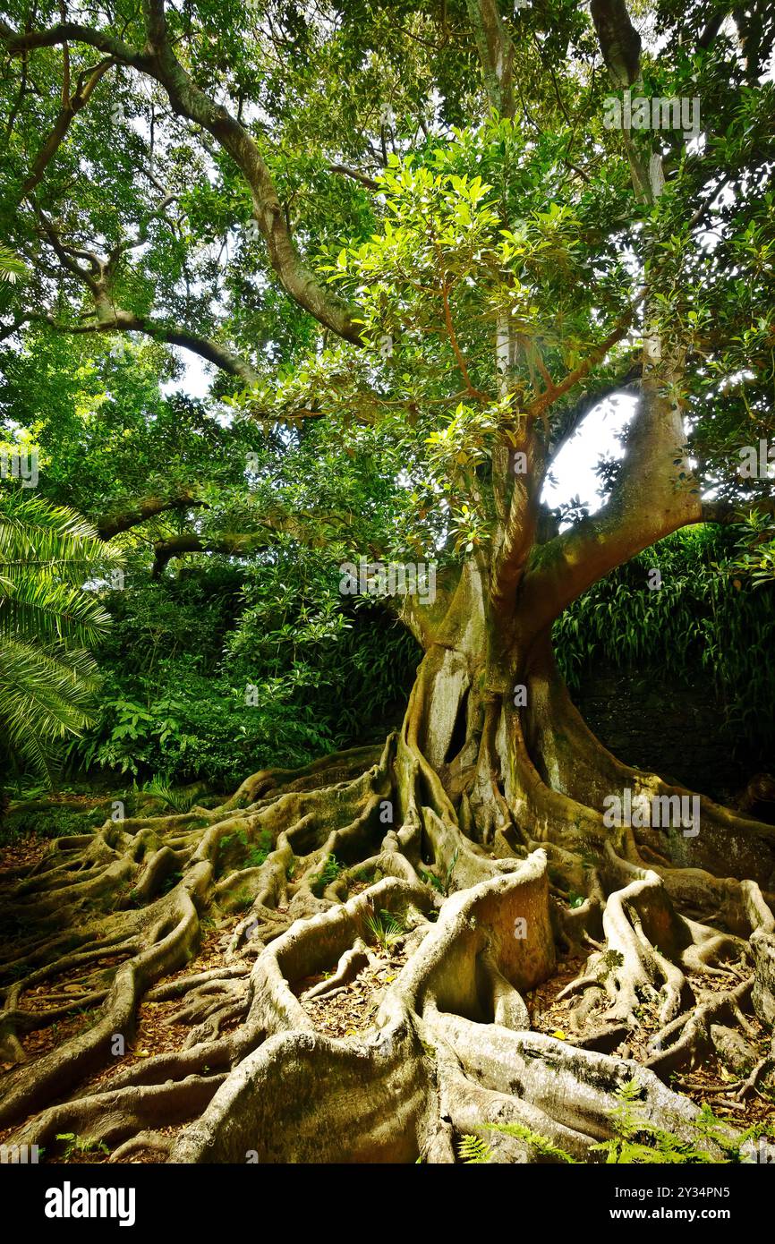 Ponta do jardim hi-res stock photography and images - Alamy