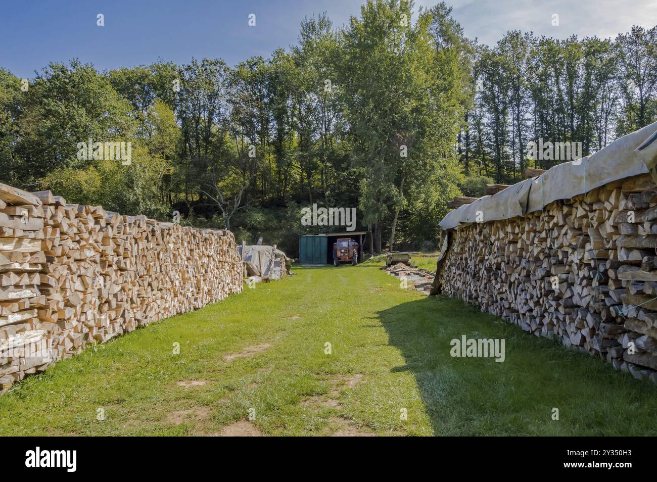 trunk-of-a-tree-on-a-meadow-hi-res-stock-photography-and-images-alamy