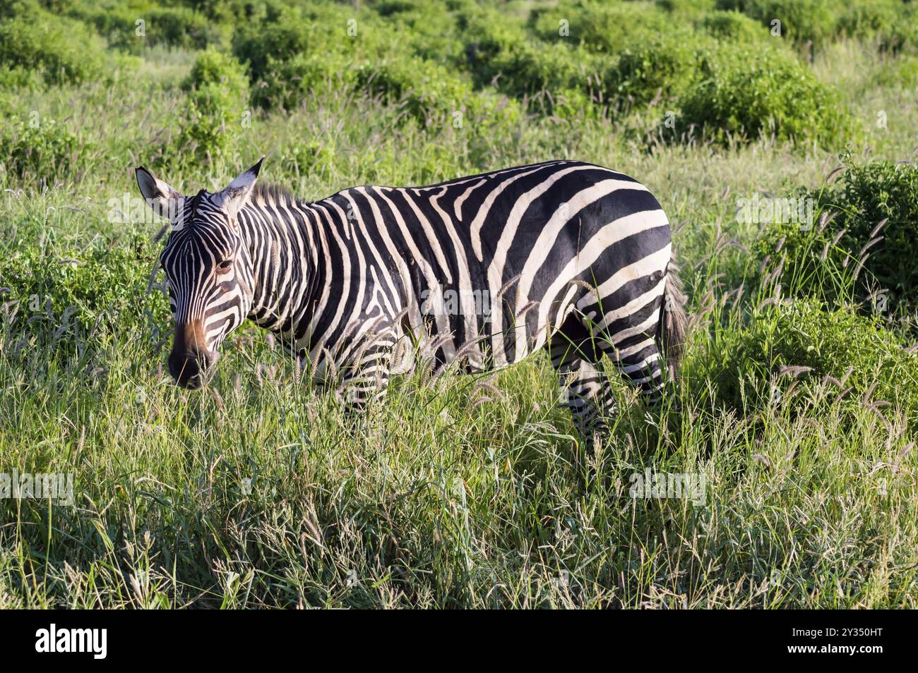 Solitary zebra in the tall grass of the savannah of Tsavo East Park in ...