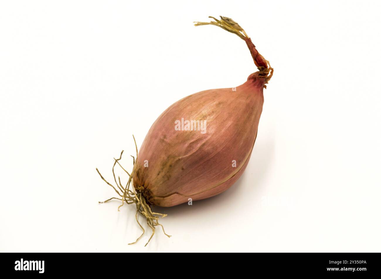 Vegetables: a shallot isolated on a white background Stock Photo