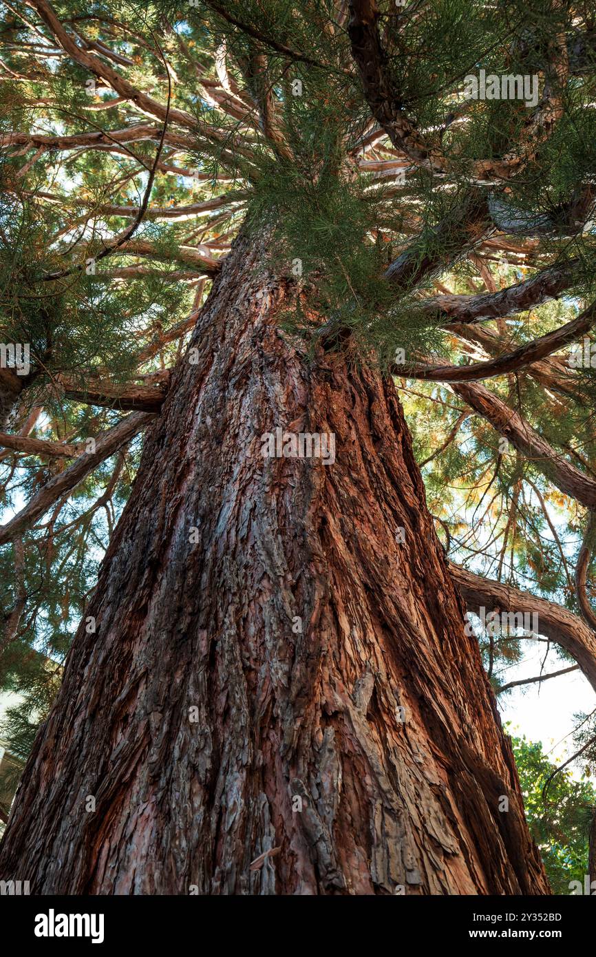 Giant sequoia tree branches hi-res stock photography and images - Alamy