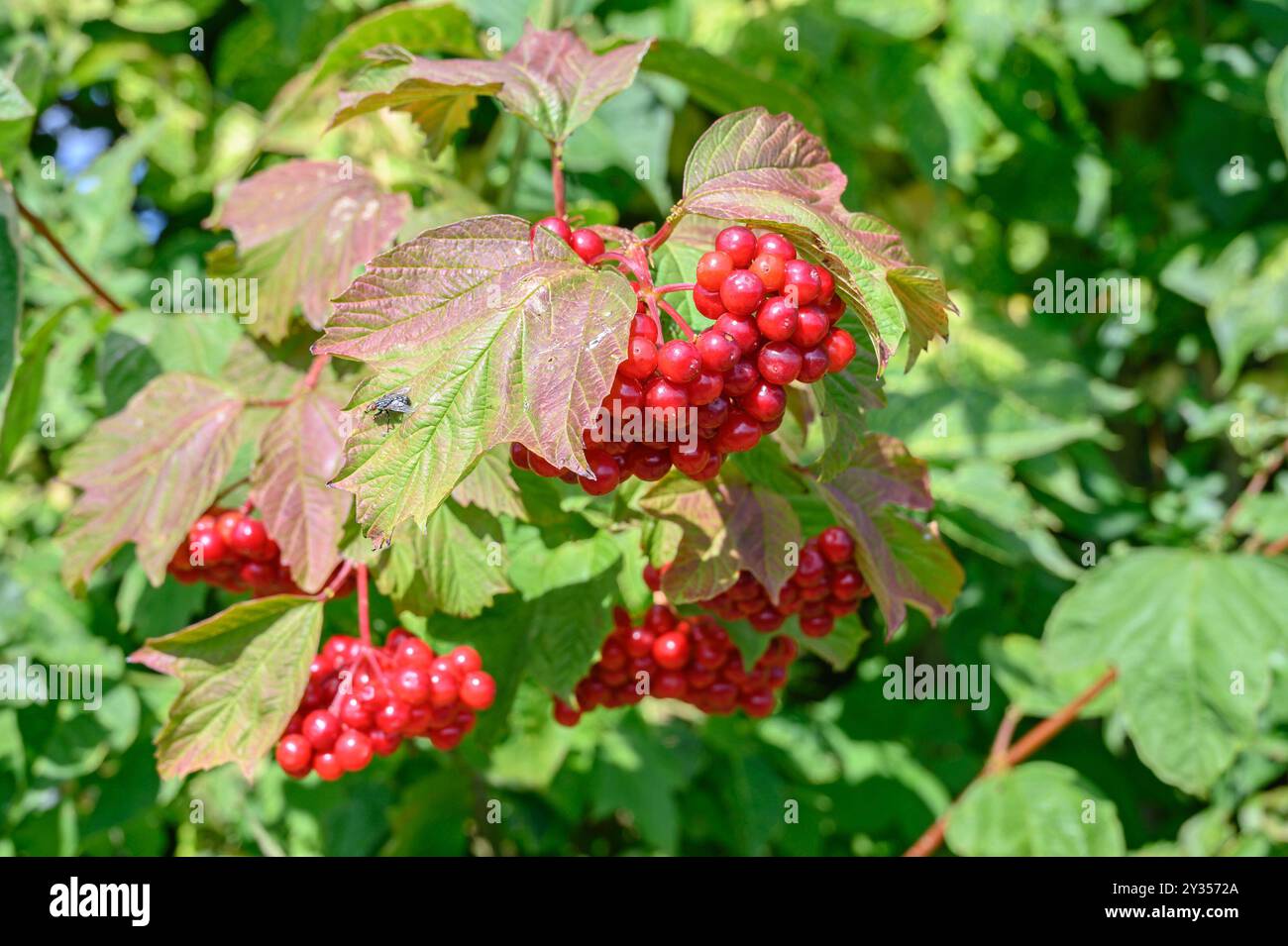 red-berries-of-the-guelder-rose-viburnum-opulus-growing-in-a-hedgerow