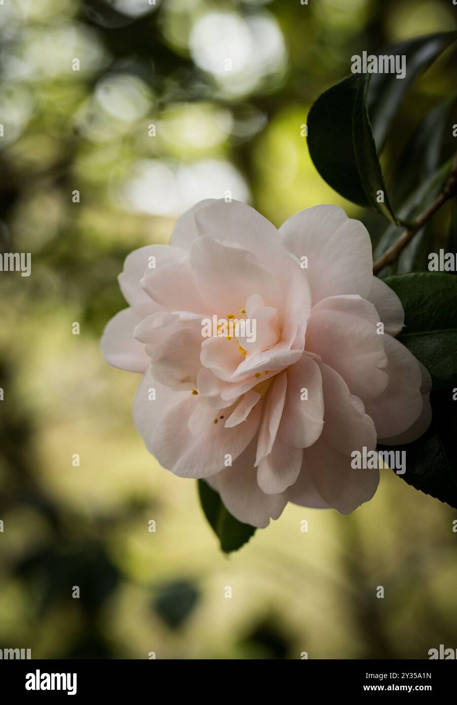 Japanese camellia hi-res stock photography and images - Alamy