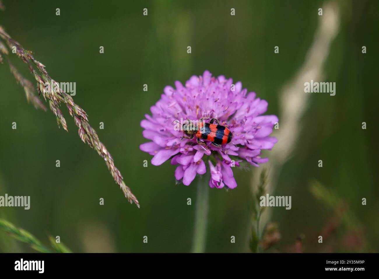Bee beetle on purple flower hi-res stock photography and images - Alamy