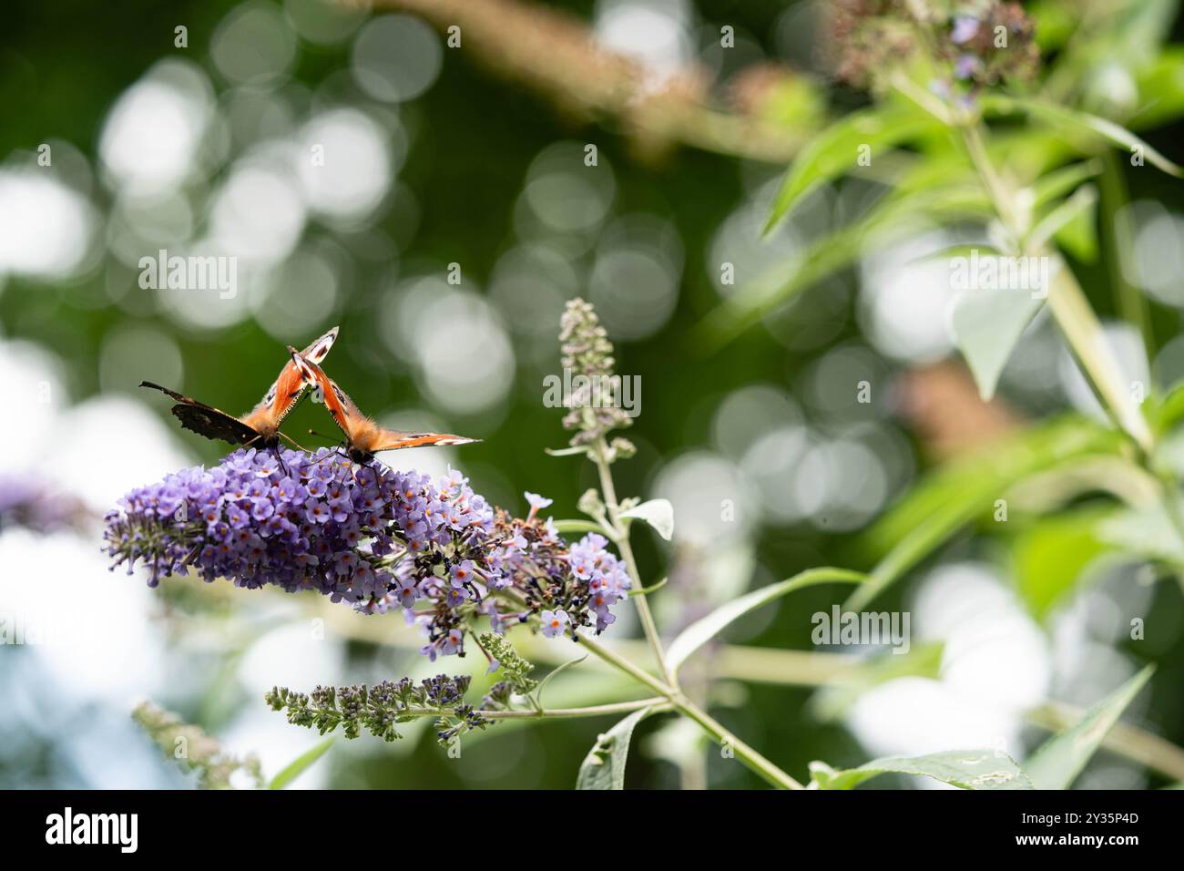 Buddleja davidii the Butterfly bush Stock Photo - Alamy