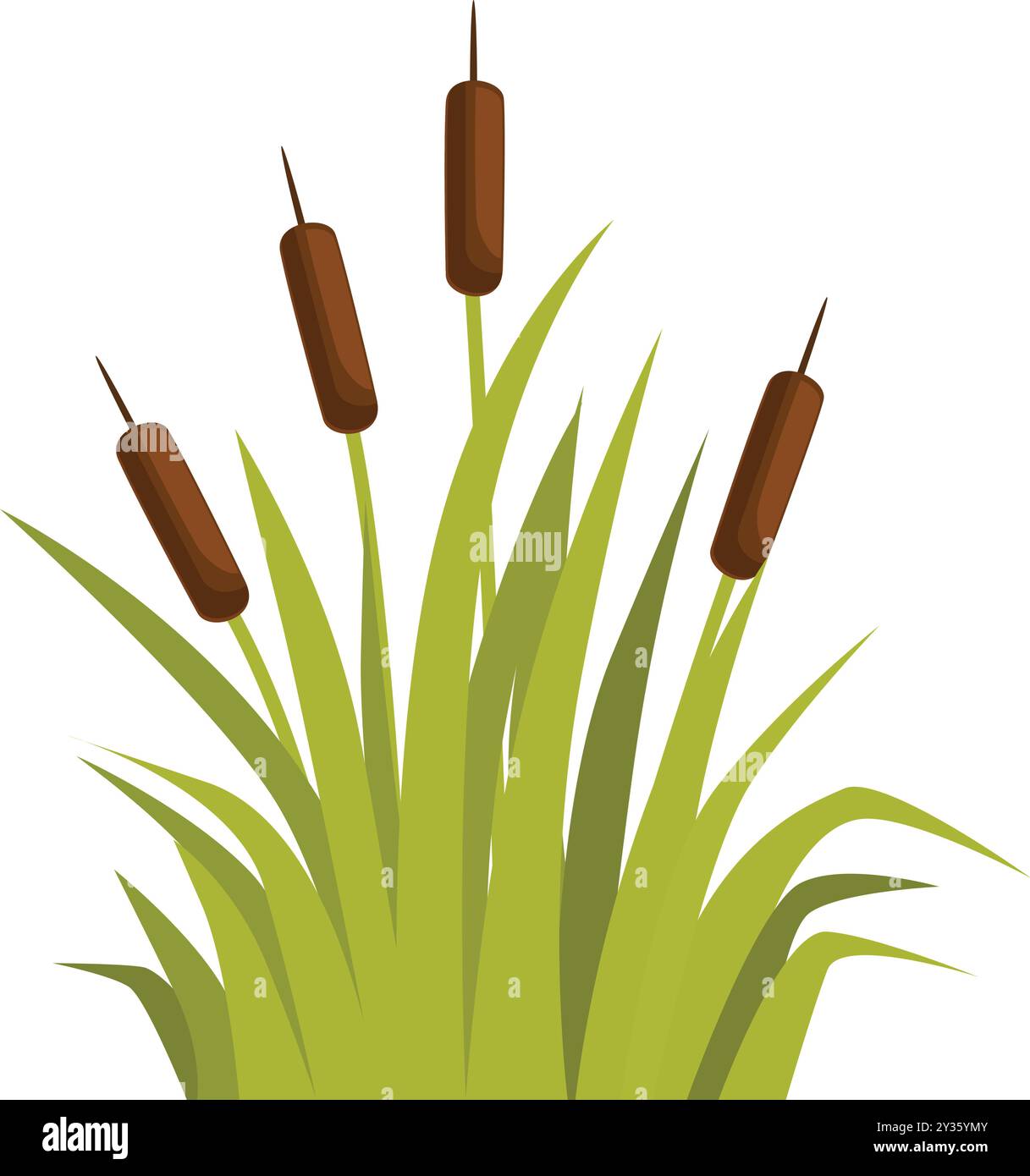 Four cattail plants growing in a swampy wetland area Stock Vector