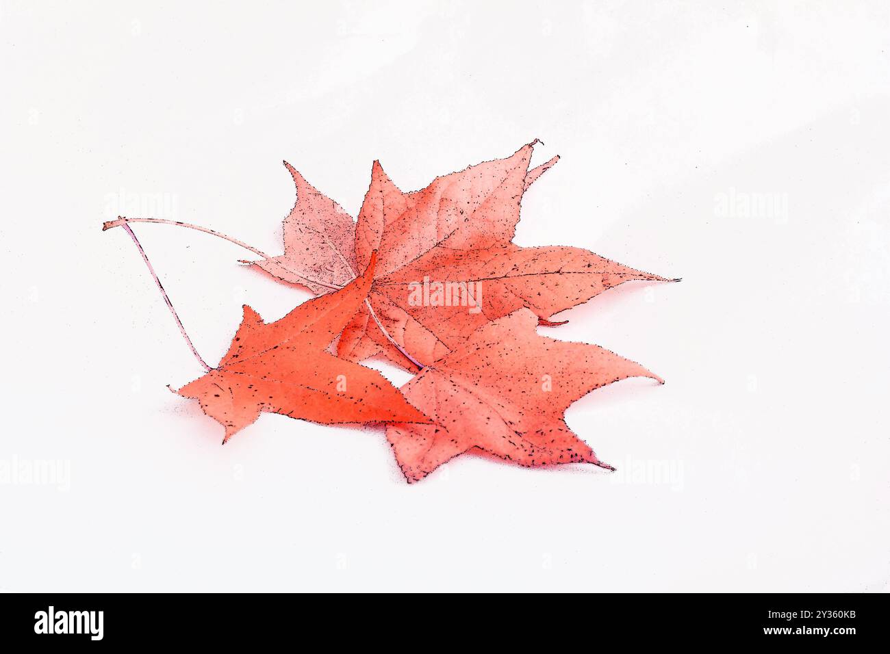 Autumn leaves on a white background Stock Photo - Alamy