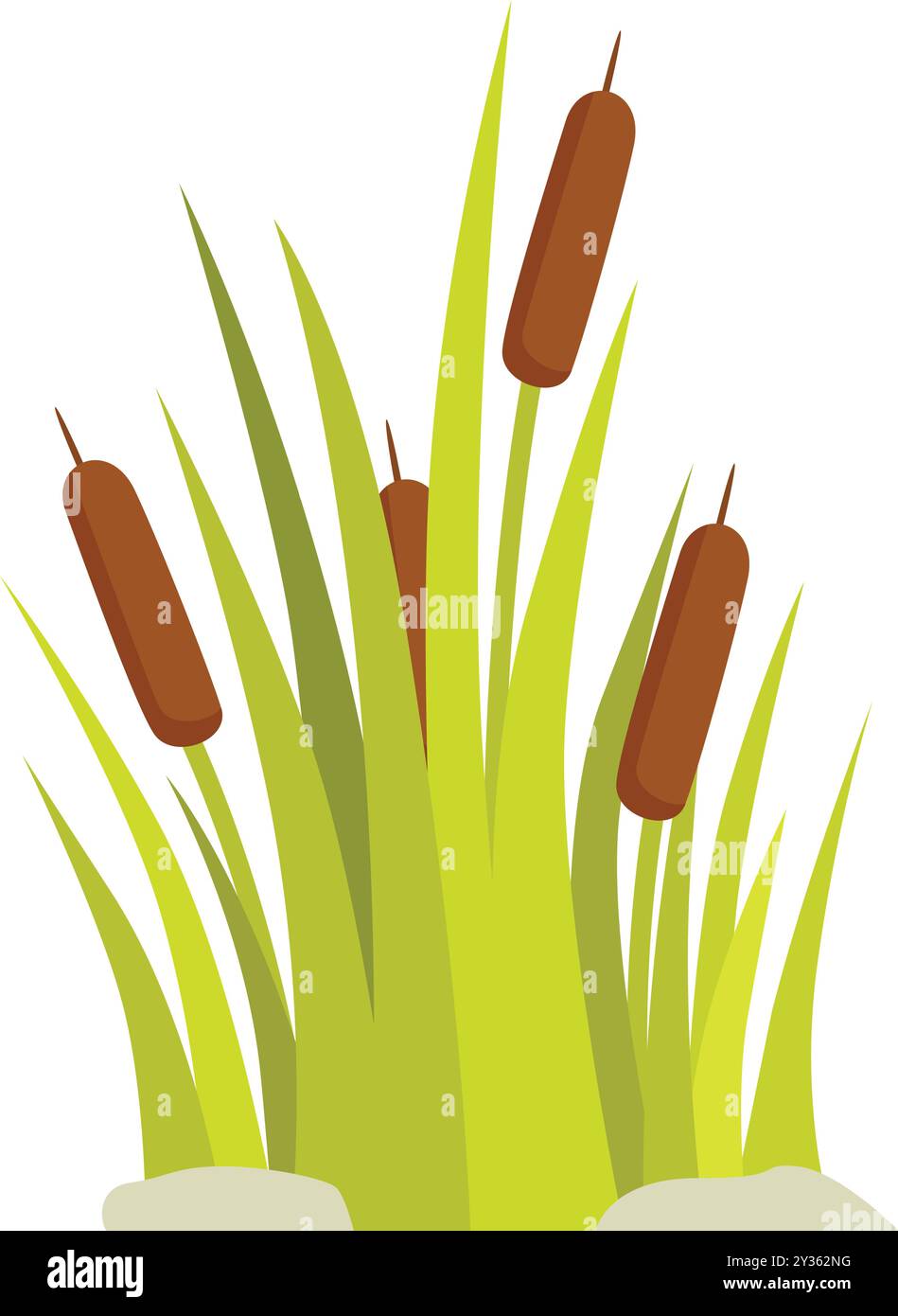 Simple vector illustration of reedmace growing in dense clumps, isolated on white background Stock Vector