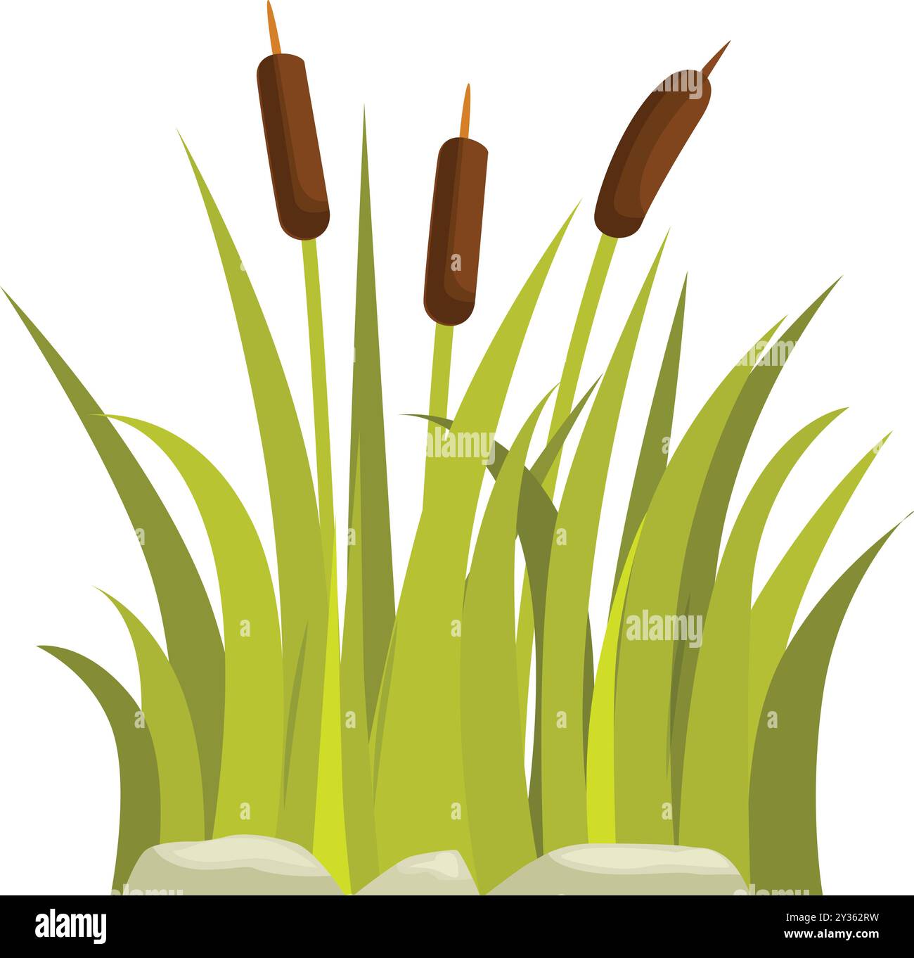 Three reeds growing near the river bank with some stones Stock Vector