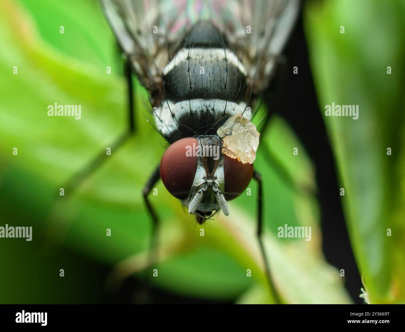 Pebble Witheyes Flies with pebbles on their eyes Stock Photo - Alamy