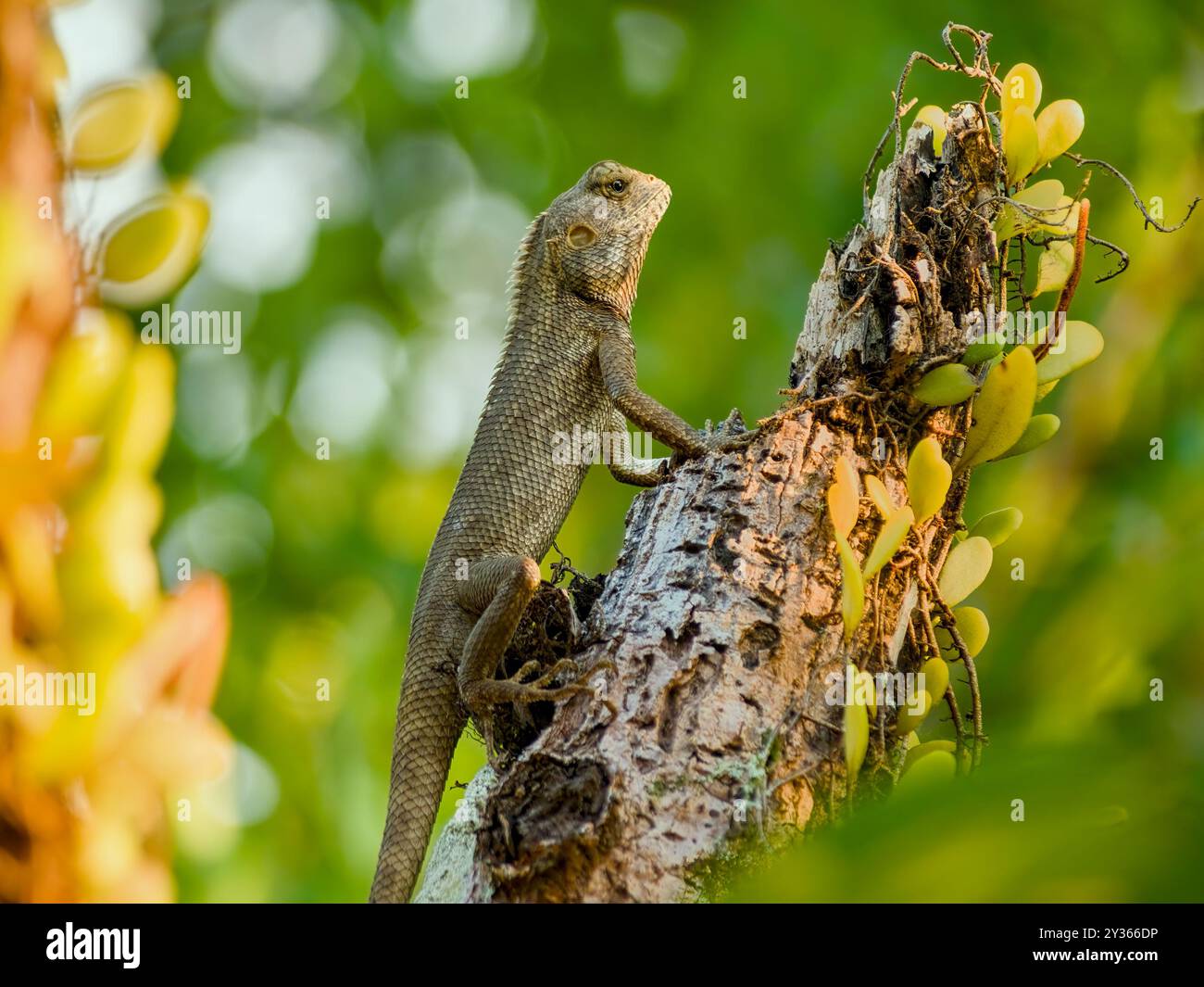 Gecko On Tree Asian Gecko on a parasitic tree branch with the afternoon sunlight ...