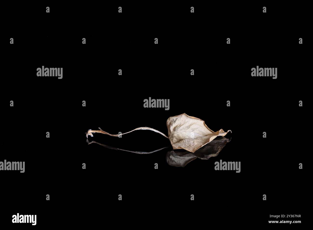 A dry leaf on black background with reflection - copy space Stock Photo