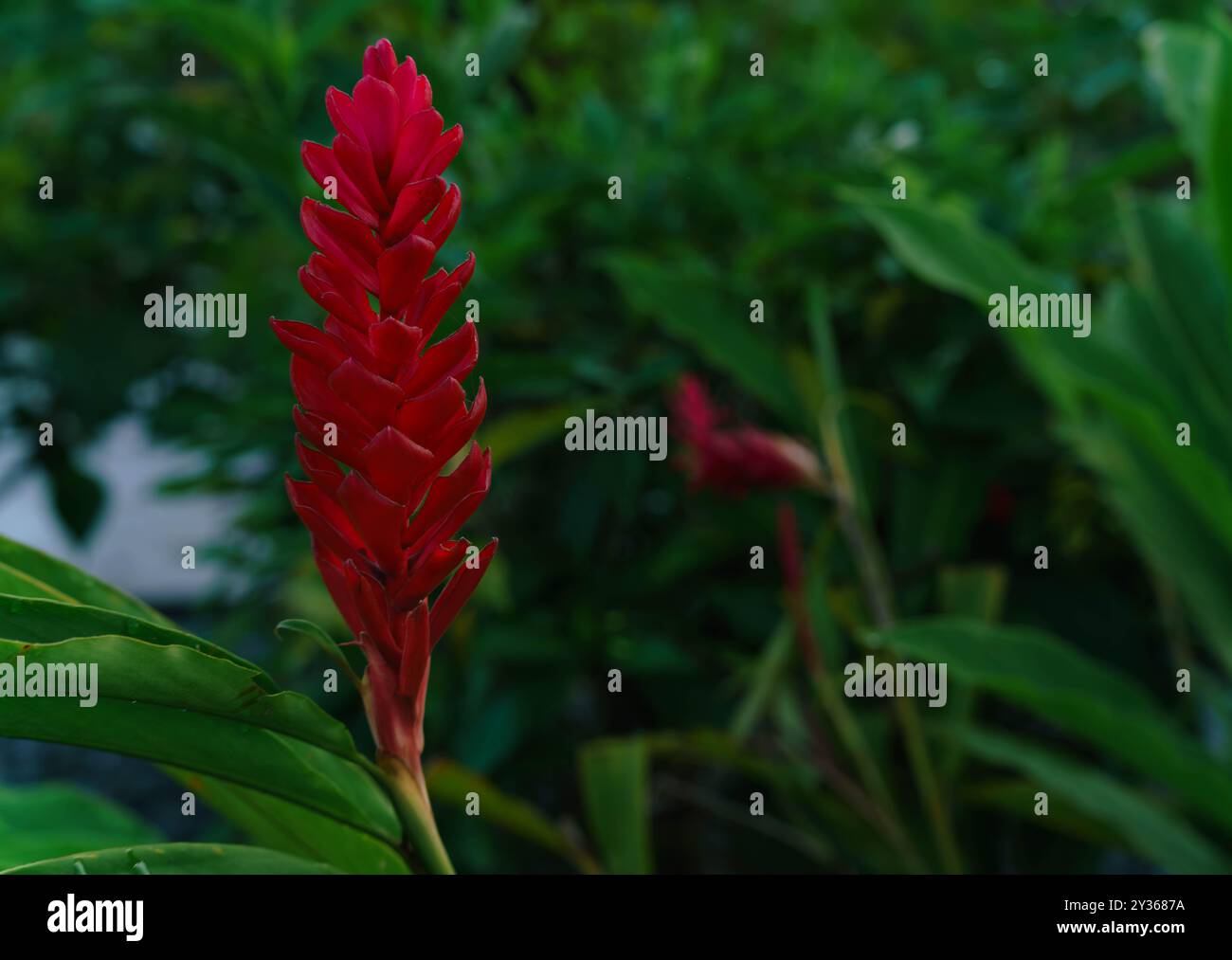 Exotic garden flower hi-res stock photography and images - Alamy