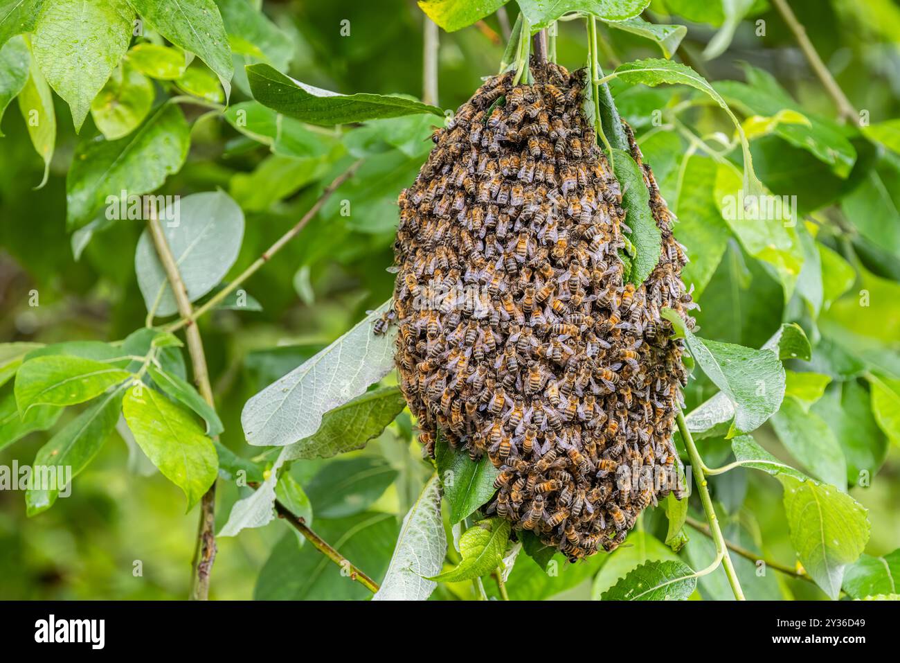 Bee swarm hanging from a tree Stock Photo