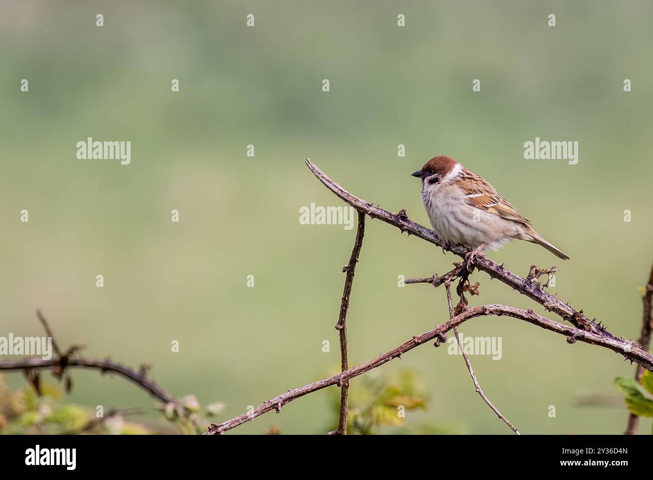 Tree sparrow (Passer montanus) perched on a branch Stock Photo