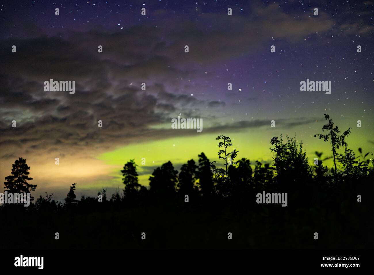 A stunning night sky featuring a blend of stars and colorful auroras, with silhouetted trees in the foreground against a backdrop of clouds and vibran Stock Photo