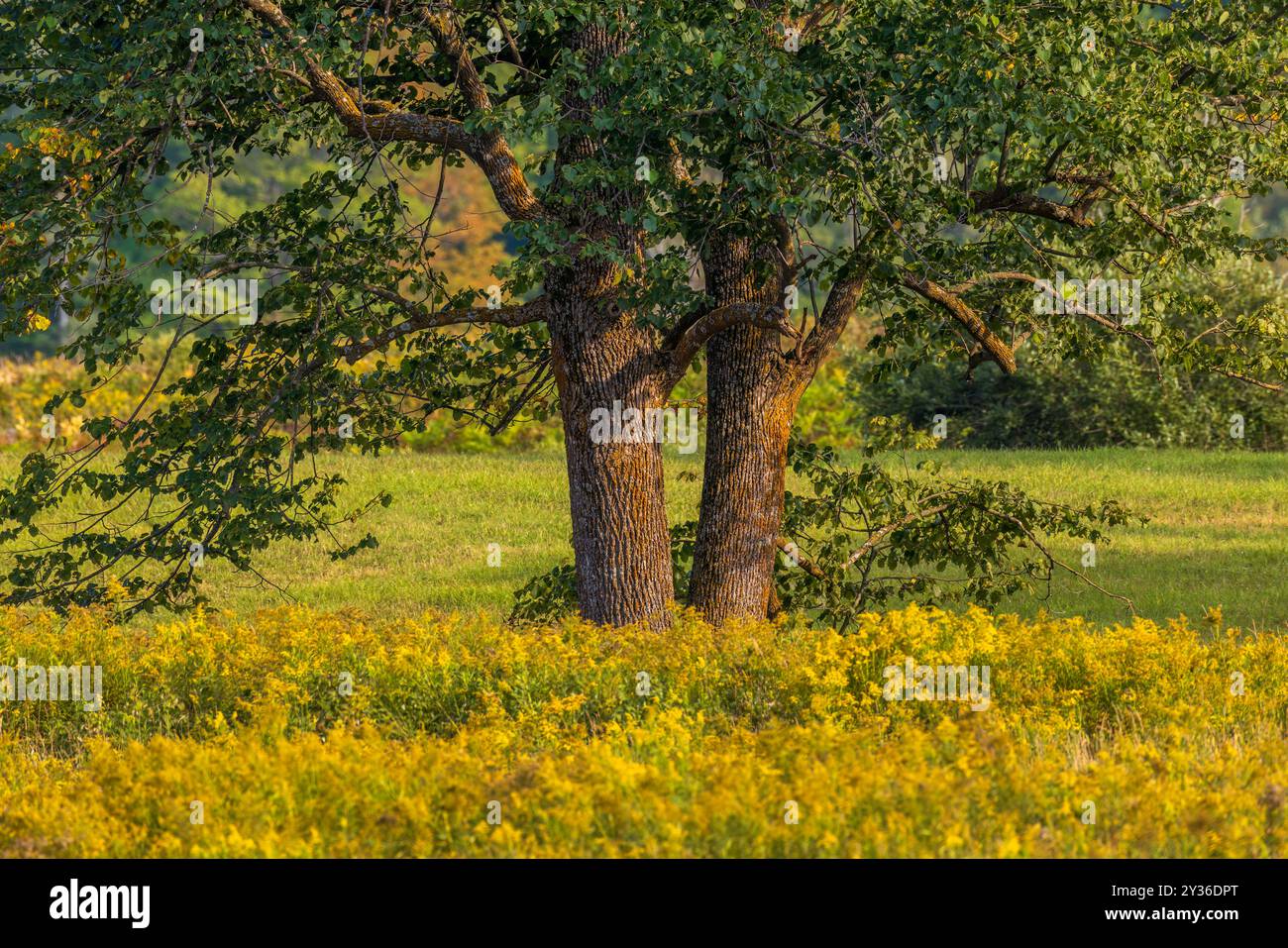 American linden on a September evening in northern Wisconsin. Stock Photo