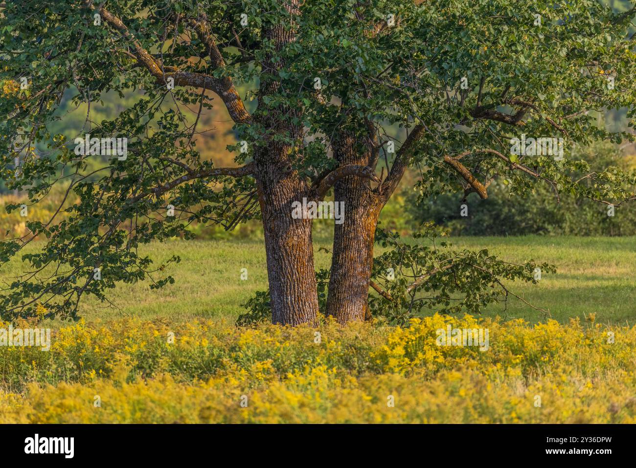 American linden on a September evening in northern Wisconsin. Stock Photo