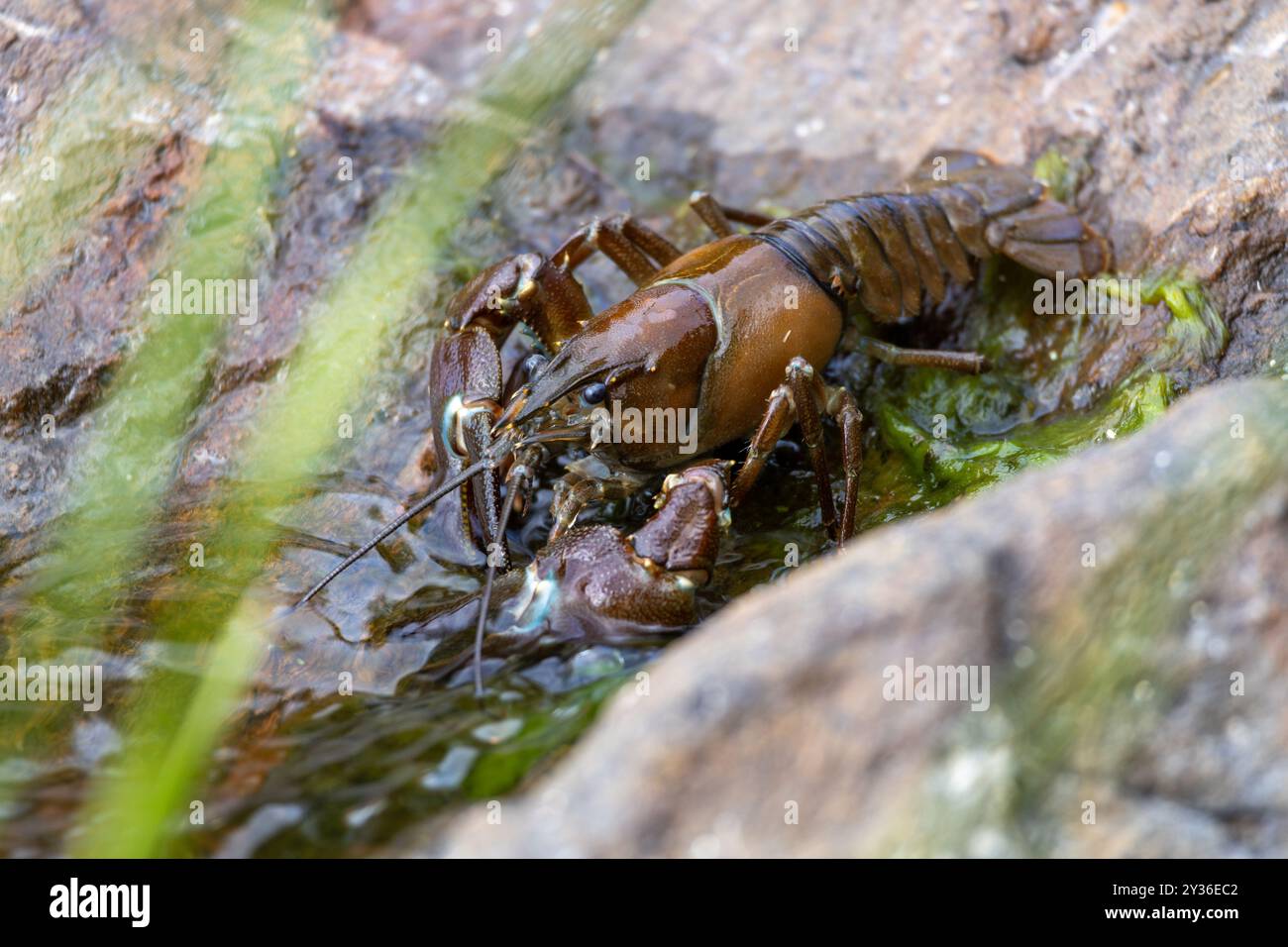 Crawfish Shell On Rocks Large detailed river rock on white Stock Photo - Alamy