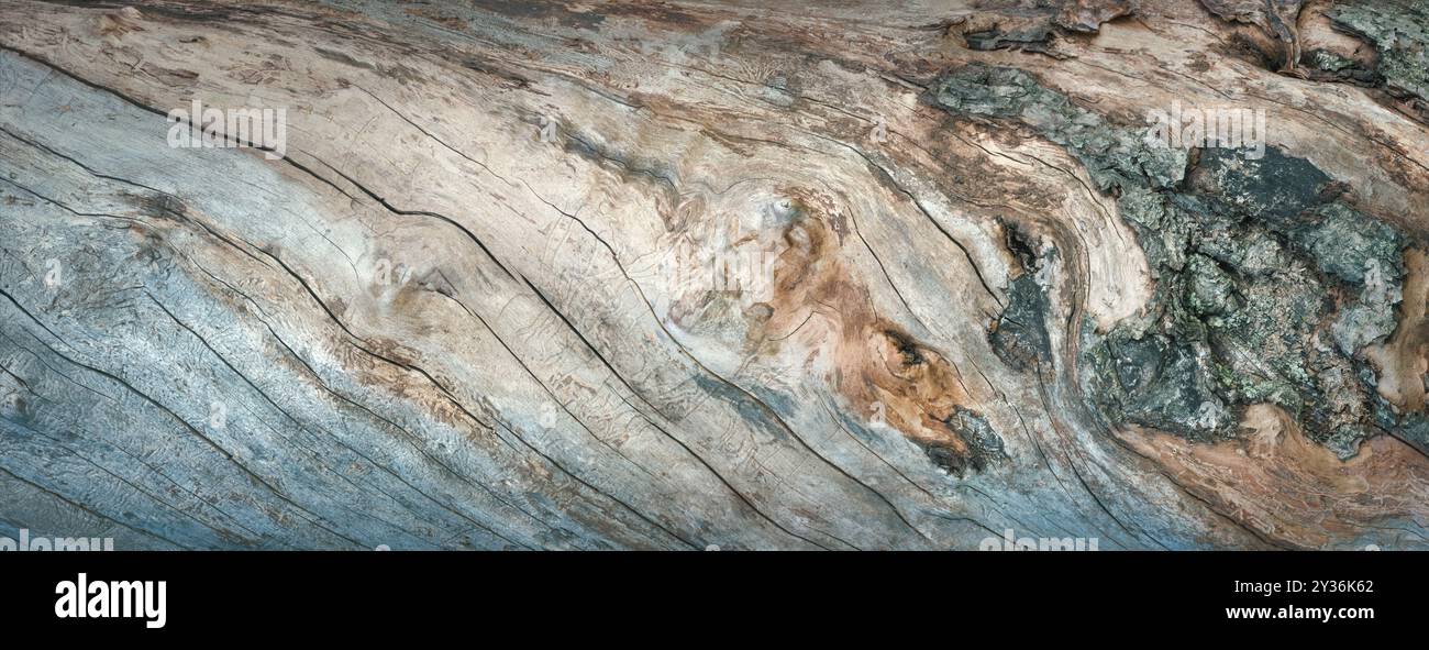 Amazing bark of an old tree as a stylish, gorgeous natural texture. Blue and brown harmonic and soft colors with beautiful shapes. Stock Photo