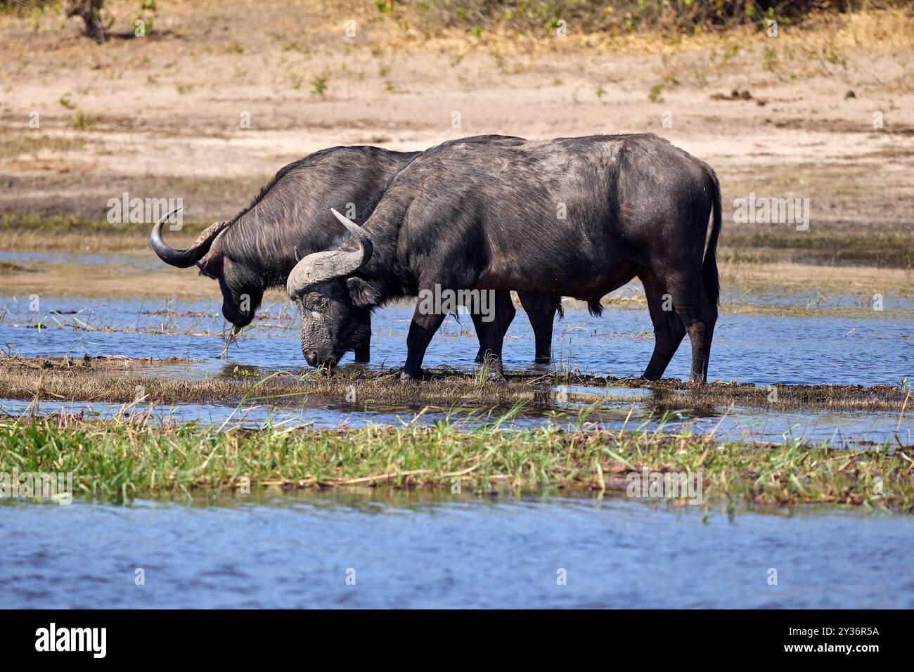 The African water buffalo, also known simply as the African buffalo or ...