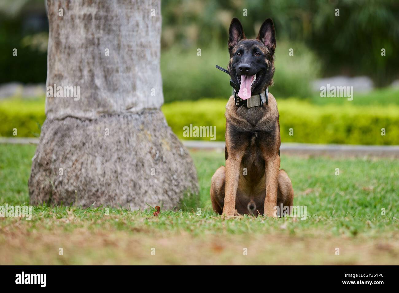 The Belgian Shepherd, also known as the Belgian Sheepdog or the Chien de Berger Belge, is a Belgian breed of herding dog of medium size Stock Photo