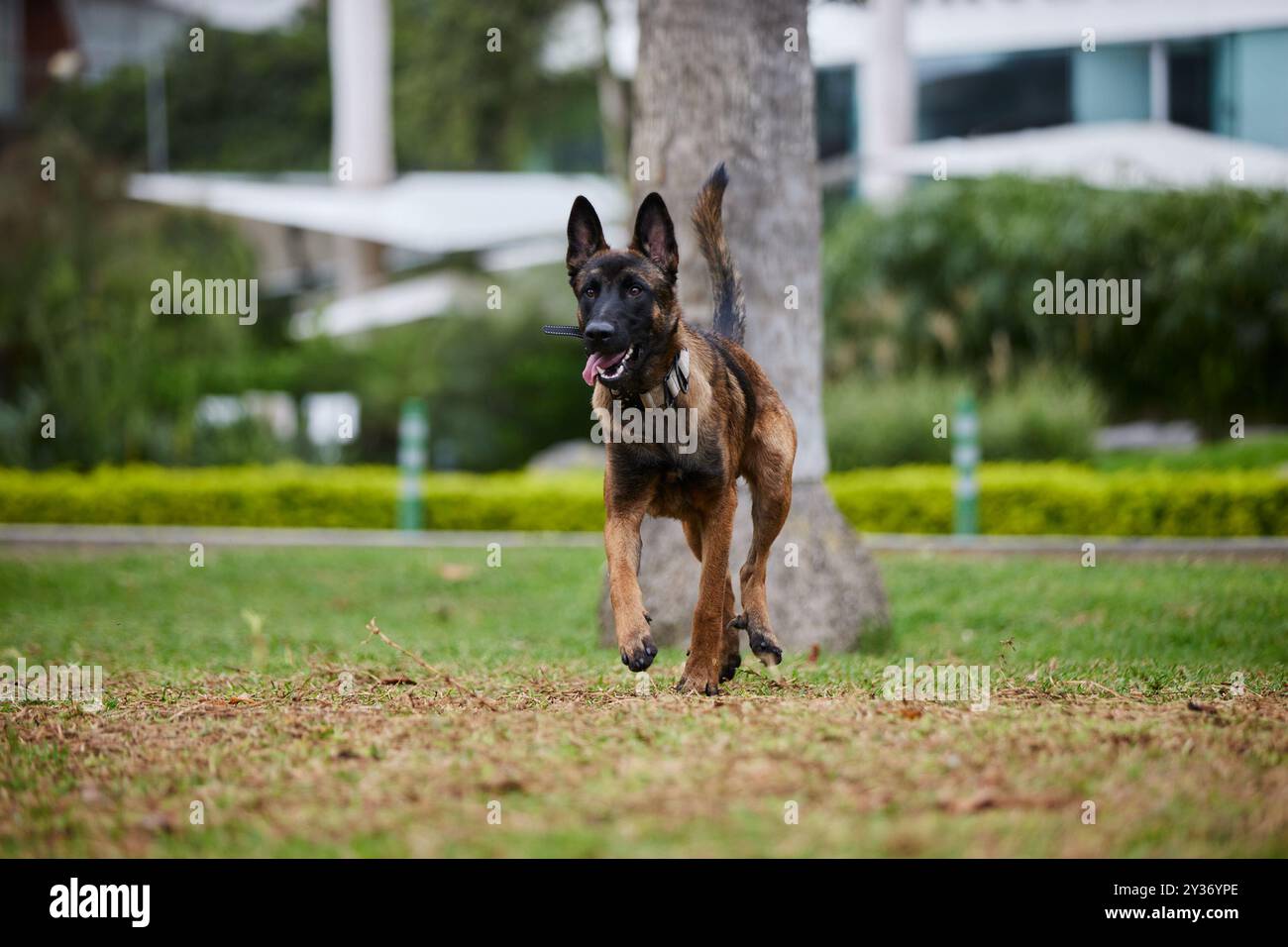 The Belgian Shepherd, also known as the Belgian Sheepdog or the Chien de Berger Belge, is a Belgian breed of herding dog of medium size Stock Photo
