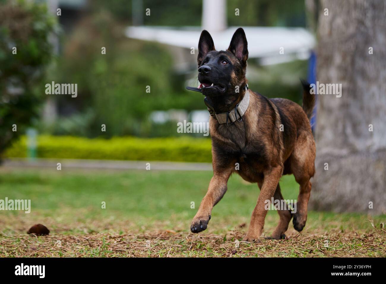 The Belgian Shepherd, also known as the Belgian Sheepdog or the Chien de Berger Belge, is a Belgian breed of herding dog of medium size Stock Photo