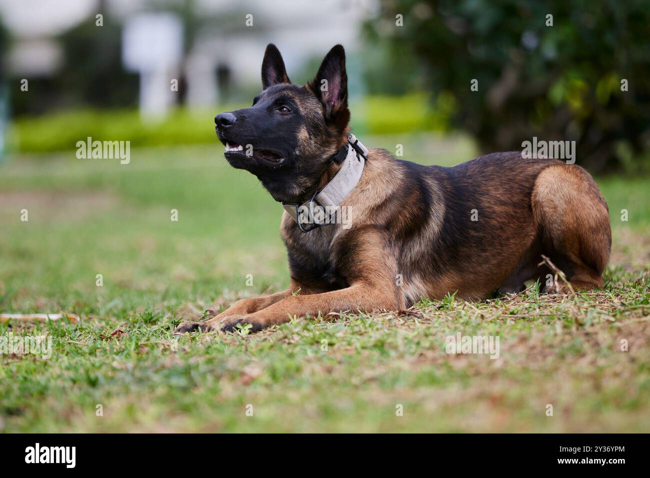 The Belgian Shepherd, also known as the Belgian Sheepdog or the Chien de Berger Belge, is a Belgian breed of herding dog of medium size Stock Photo