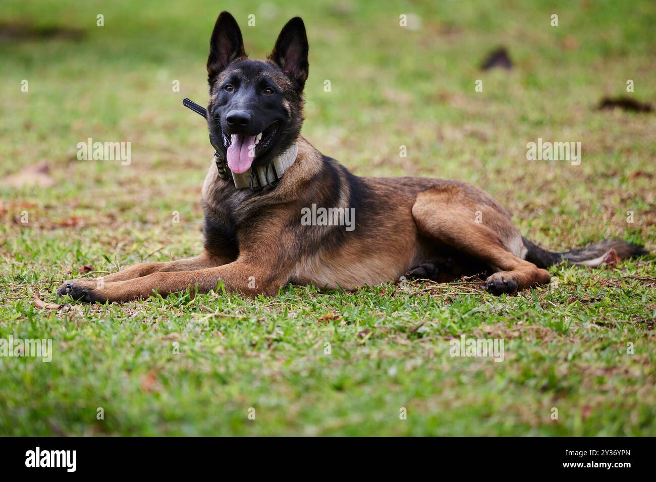The Belgian Shepherd, also known as the Belgian Sheepdog or the Chien de Berger Belge, is a Belgian breed of herding dog of medium size Stock Photo
