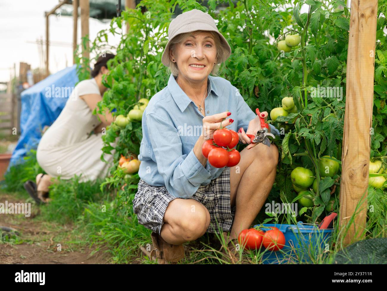 mature woman tomatoes harvest Stock Photo - Alamy