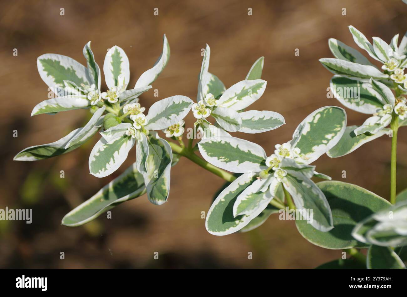 Semi Di Euforbia Marginata - 15 Semi Per Piante Ornamentali Da Giardino O Balcone - Foto 5