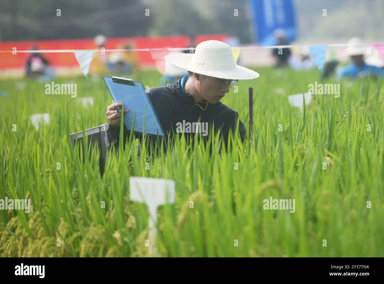 HANGZHOU, CHINA - SEPTEMBER 13, 2024 - Seed inspectors compete to ...