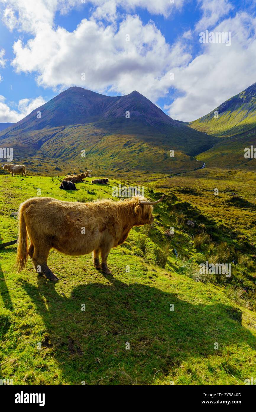 View of a Highland Cow in the Isle of Skye, Inner Hebrides, Scotland ...