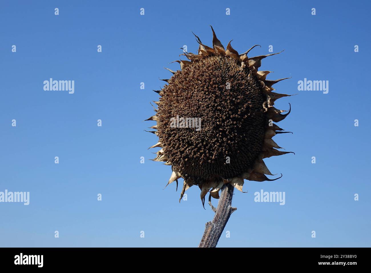 Hitzeschutzplaene hires stock photography and images Alamy